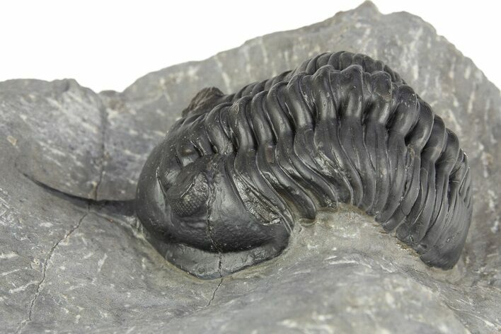 Morocconites Trilobite Fossil - Ofaten, Morocco #312790